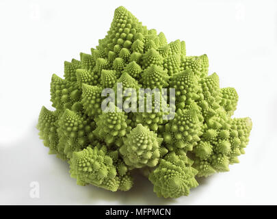 Cavolo broccolo romanesco, Brassica oleracea contro uno sfondo bianco Foto Stock