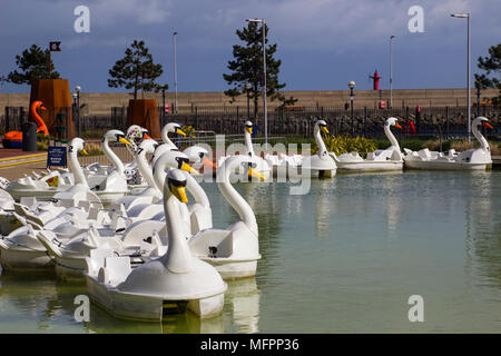 26 aprile 2018 Bangor Irlanda del Nord. Swan pedalò a tema per il noleggio nel popolare centro Pickie sedere vuoto su una fredda mattina di primavera Foto Stock