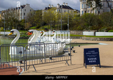 26 aprile 2018 Bangor Irlanda del Nord. Swan pedalò a tema per il noleggio nel popolare centro Pickie sedere vuoto su una fredda mattina di primavera Foto Stock