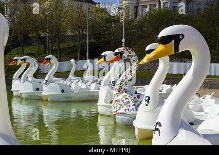 26 aprile 2018 Bangor Irlanda del Nord. Swan pedalò a tema per il noleggio nel popolare centro Pickie sedere vuoto su una fredda mattina di primavera Foto Stock