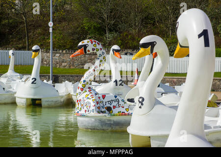 26 aprile 2018 Bangor Irlanda del Nord. Swan pedalò a tema per il noleggio nel popolare centro Pickie sedere vuoto su una fredda mattina di primavera Foto Stock