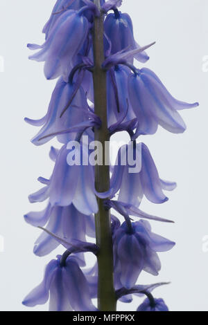 Spanish bluebell, Endimione hispanicus. Foto Stock