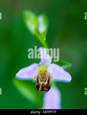 Ophrys apifera, conosciuto in Europa come la bee orchid, è una pianta erbacea perenne fornita appartenenti alla famiglia Orchidaceae, Liendo Valley, Cantabria, Spai Foto Stock