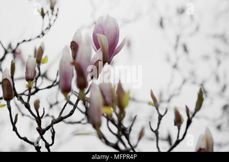 Una chiusura dettaglio dei fiori su una Magnolia soulangeana tree, noto anche come un cinese magnolia. La rosa e bianco blumi aperta a un piattino forma Foto Stock