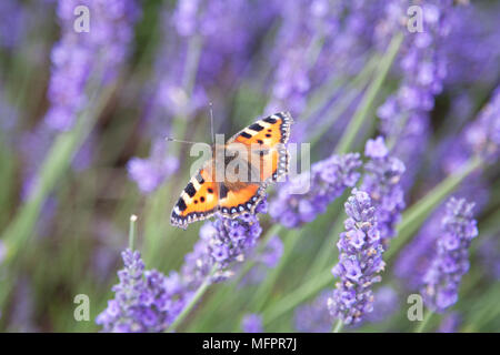 Una piccola tartaruga butterfly (Aglais urticate), un comune nella campagna inglese in estate, posatoi su un fiore di lavanda. Foto Stock