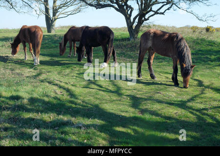 I cavalli all'antica anello cissbury vicino a findon sulla South Downs in West Sussex England Foto Stock