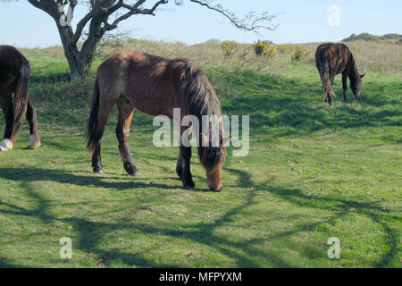 I cavalli all'antica anello cissbury vicino a findon sulla South Downs in West Sussex England Foto Stock