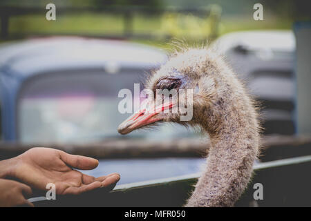 Fotografia del profilo sinistro ritratto di uno struzzo guardando verso il basso in corrispondenza di una mano umana con lo sfondo sfocato Foto Stock