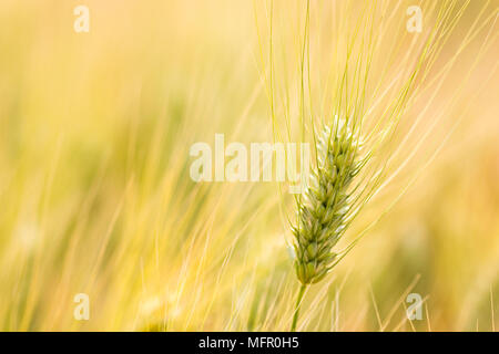 Close up spighe di grano, orzo dello sfondo dei campi Foto Stock