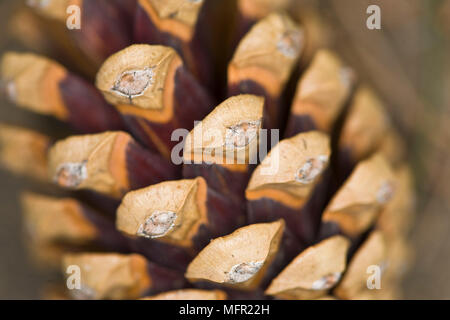 Struttura di un duro e secco del cono di pino. Foto Stock