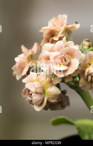 Peach doppia colorati fiori di primavera fiorite perenni sempreverdi, Primula padiglione auricolare 'tardo romantico' Foto Stock