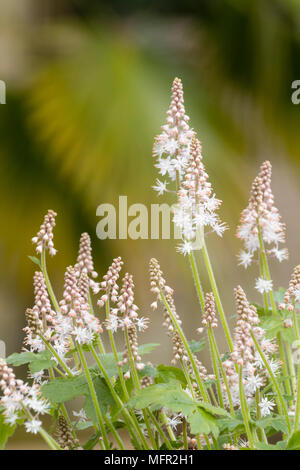 Fiori bianchi sulle punte della primavera perenne fioritura di fiori di schiuma, Tiarella 'Iron Butterfly' Foto Stock