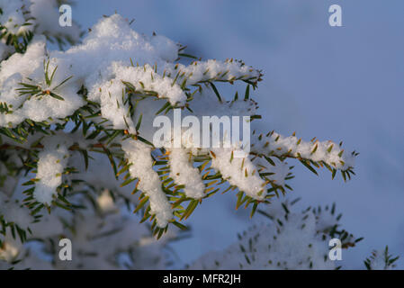 La neve sui rami di un albero di Yew, luccicante luminoso nel sole, Inghilterra. Foto Stock