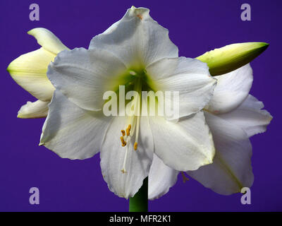 Attraente bianco a forma di tromba blumi dal amaryllis 'White Dazzler". La pianta produce in genere più fiori su ogni stelo. Foto Stock