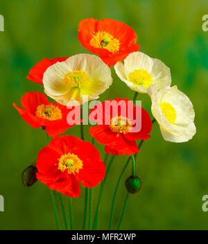 Delicato papaveri islandese con fiore a forma di coppa, mostrando il loro colore giallo brillante stami e annuire hairy boccioli di fiori. Foto Stock