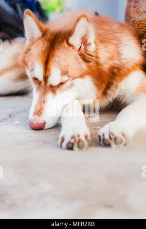 Ritratto di Siberian Husky in casa del cane di razza. Foto Stock