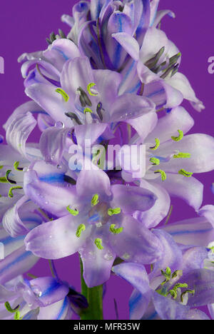 A fioritura primaverile coltivati (bluebell Hyacinthoides hispanica) naturalises stessa molto facilmente. Foto Stock