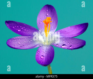 Viola pallido delicato crocus, liberamente la fioritura e naturalising. Foto Stock