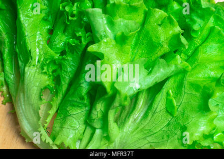 Pila di fresco e ricci letucce organico teste. Harvest mucchio di taglio fresco insalata verde lascia su di un tavolo di legno. Pulire il concetto di mangiare. Vegeteria sani Foto Stock