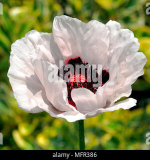 Grande Papavero bianco 'Royal Wedding' Fiore con rosso e marcature nere alla base dei petali. Foto Stock