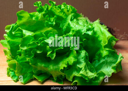 Pila di fresco e ricci letucce organico teste. Harvest mucchio di taglio fresco insalata verde lascia su di un tavolo di legno. Pulire il concetto di mangiare. Vegeteria sani Foto Stock