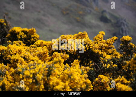 Gorse giallo fiori lungo percorsi di scogliera. Foto Stock