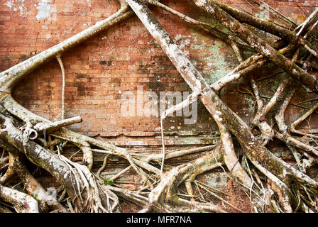 Più a sud santuario Prasat Pram sul lato ovest ha cinque torri o prasats (pram = 5). Tre torri in mattoni stand in una fila sulla stessa piattaforma. Foto Stock