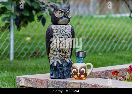 Un gufo avente il caffè del mattino in giardino Foto Stock