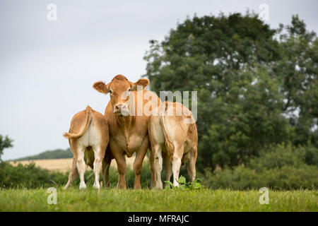 Limousin mucca con vitelli latte alimentare Foto Stock