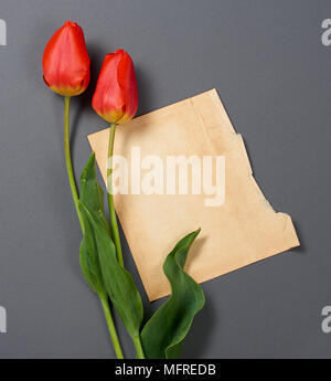Tulipani naturale Fiori su fondo grigio scuro, il vecchio foglio di carta per il testo - amore e concetto di vacanza Foto Stock