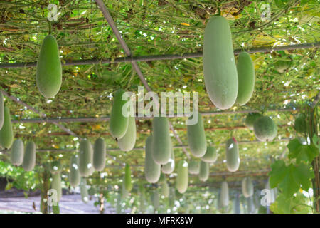 Melone invernale appendere in giardino Foto Stock