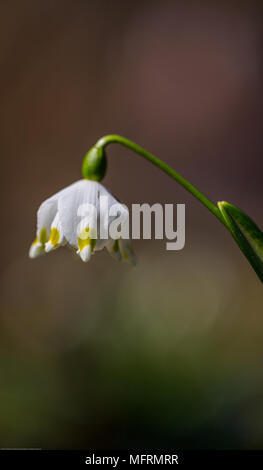 Snowdrop fresco su sfondo verde. Composizione naturale Foto Stock