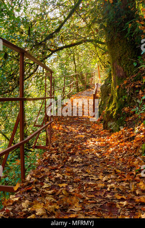Il paesaggio di un ombroso sentiero di montagna disseminata di foglie secche nella soleggiata giornata autunnale, Sochi, Russia Foto Stock