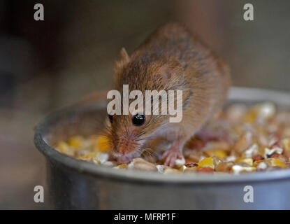 Harvest Mouse (micromys minutus) Foto Stock