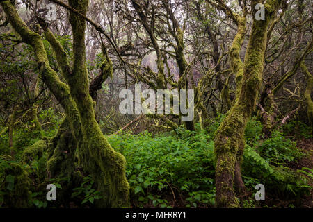 Moss alberi coperti nella foresta di nebbia, foresta laurel, Raya la Llania, El Hierro, Isole Canarie, Spagna Foto Stock