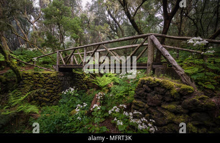 Sentiero con ponte di legno nella foresta nuvolosa, foresta laurel, Raya la Llania, El Hierro, Isole Canarie, Spagna Foto Stock