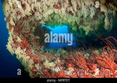 Diver guarda al Coral reef, rivoluzionario fittamente ricoperta da coralli molli (Alcyonacea), Oceano Indiano, Maldive Foto Stock