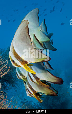 Pesce Longfin sciame (Batfish Platax teira), capretti, Oceano Indiano, Maldive Foto Stock