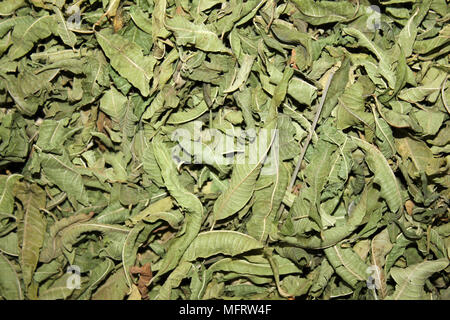 Essiccato verde menta foglie di tè Foto Stock