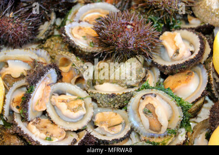 Rustico fresca patelle (Patella rustica) e viola ricci di mare (Paracentrotus lividus) per la vendita, Essaouira, Marocco Foto Stock