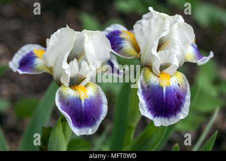 Iris barbata ' Mickey ama ' Foto Stock
