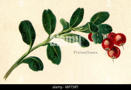 Lingonberry, cowberry; Vaccinium vitis-idaea, 1900 Foto Stock