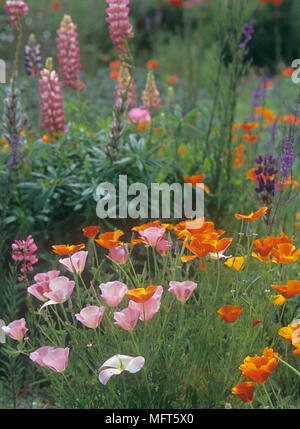 Confine di fiori con fiori Eschscholzia comunemente noto come il Papavero californiano Foto Stock