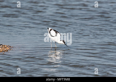 Pied Avocet (Recurvirostra avosetta) foraggio Foto Stock