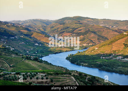 Il fiume Douro e i vigneti terrazzati del vino di Porto in Vila Jusã, Mesão Frio. Un sito Patrimonio Mondiale dell'Unesco, Portogallo Foto Stock