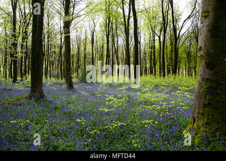 Tappeto di bluebells in Micheldever legno vicino a Winchester, Hampshire Foto Stock