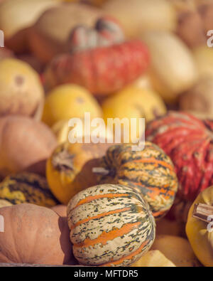 Zucche in autunno sunshine Foto Stock