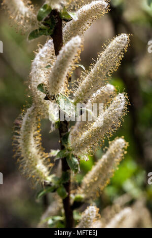 Alabarda willow, Salix hastata 'Wehrhahnii' Foto Stock