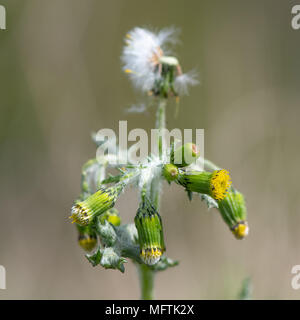 Groundsel (Senecio vulgaris) in fiore. Impianto di breve in famiglia a margherita (Asteraceae) con piccole flowerheads giallo e bianco pappus Foto Stock