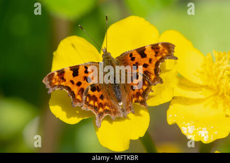 Virgola (Polygonia c-album) su marsh marigold. Butterfly nella famiglia Nymphalidae, alimentando su Caltha palustris, aka kingcup Foto Stock